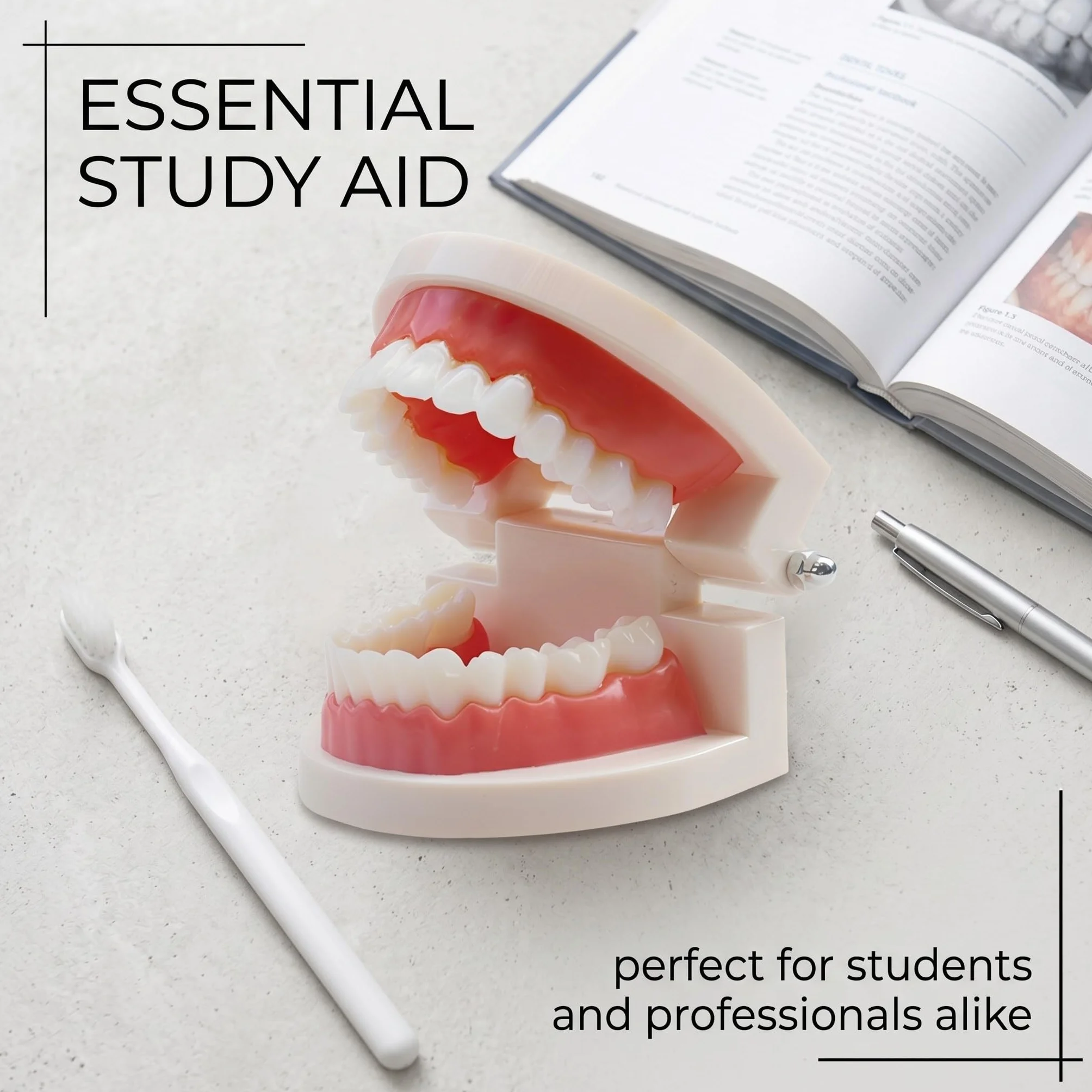 1 Pezzi Modello Di Denti Dentali Typodont, Materiale In Pvc Denti Di Ricambio Per Studi Dentistici, Studenti Di Odontoiatria
