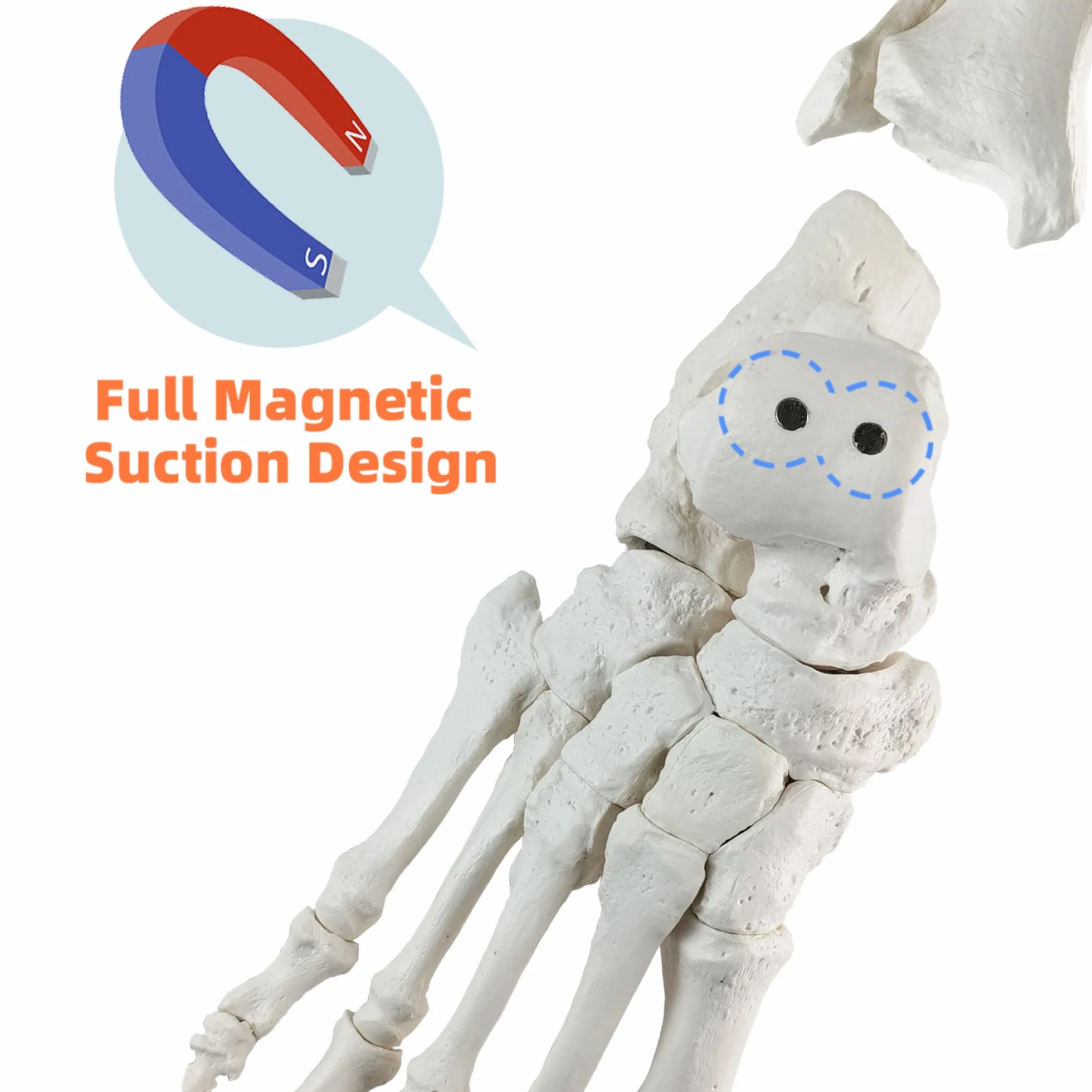EVOTECH SCIENTIFIC Modello del piede del magnete, Modello anatomico del corpo umano, 2024