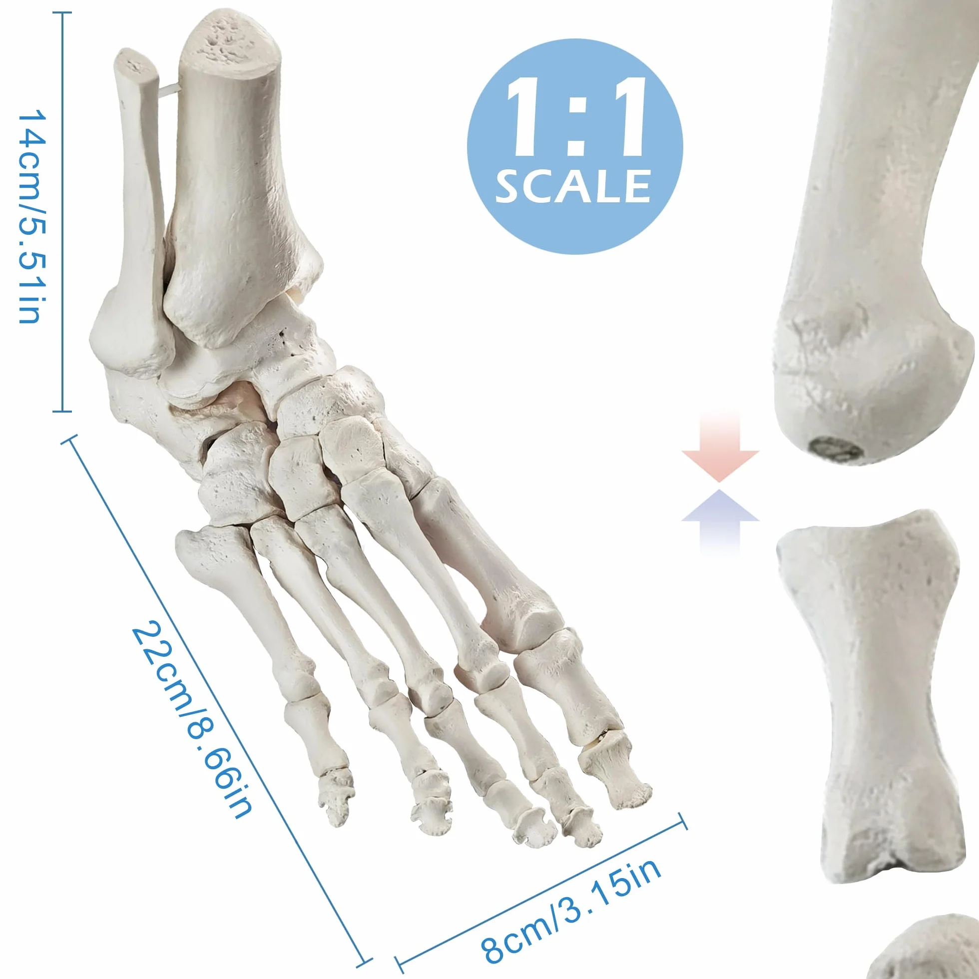 EVOTECH SCIENTIFIC Modello del piede del magnete, Modello anatomico del corpo umano, 2024