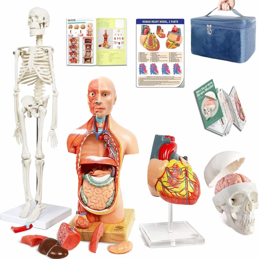 Modello di anatomia, torso, scheletro cuore, mezza misura cranio con cervello, set di 4 mani su strumenti di studio 3D per gli studenti di medicina, kit didattico