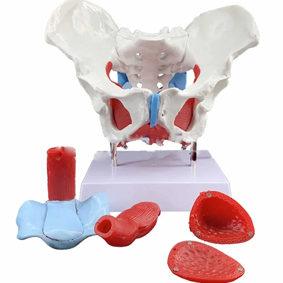 Modello di scheletro pelvico femminile a grandezza naturale, modello anatomico medico staccabile con muscoli del pavimento pelvico per pratica infermieristica e educazione alla salute