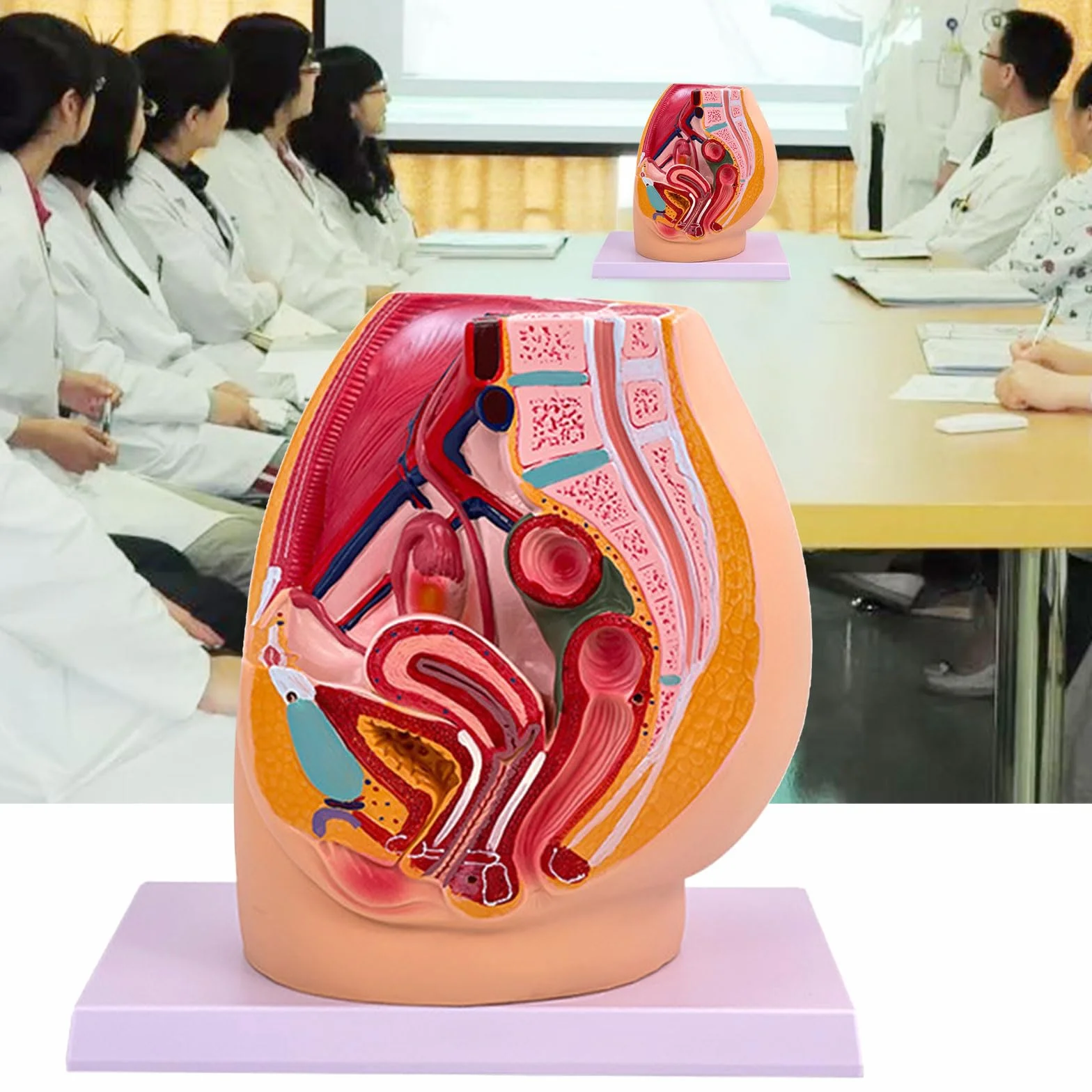 Cavità anatomica del modello di anatomia pelvica di gravidanza femminile per le impostazioni cliniche di addestramento ostetrico