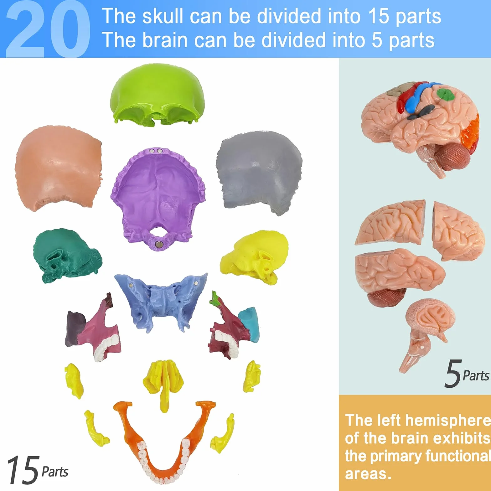 EVOTECH SCIENTIFIC Modello Cranio In Miniatura Umano, Piccolo Cranio Con Cervello, Puzzle Cranio, Testa Umana Con Cervello Per Imparare, Visualizzazione Educativa