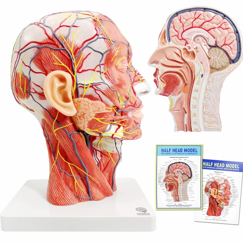 Mezza Testa Umana, Modello Neurovascolare Superficiale Con Muscolatura, Modello Di Testa Anatomica A Vita, Cranio E Cervello Per L'Educazione Medica, Strumento Di Apprendimento