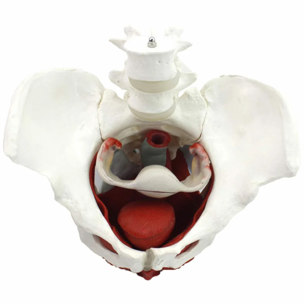 Modello muscolare del pavimento pelvico - Strumento anatomico per l'educazione e la formazione della salute femminile, risorsa educativa per l'anatomia pelvica