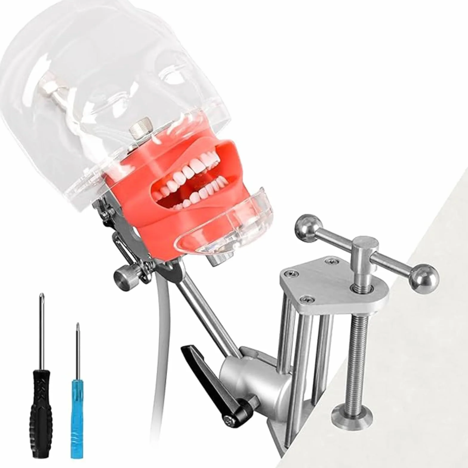 Simulatore di testa di manichino dentale, stampo per testa di pratica per studenti, per laboratori di formazione odontoiatrica, regolabile a 360 gradi A