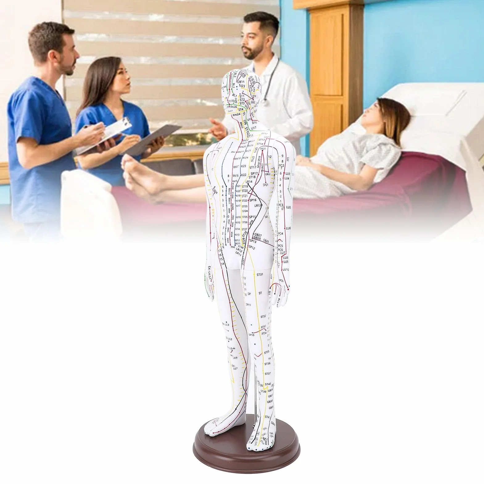 Modello per Agopuntura, Bambola per Agopuntura Professionale per Corpo Umano in PVC 20,47 Pollici con Base per Dimostrazione Didattica, Incisione Ad Alta Definizione (Maschio)
