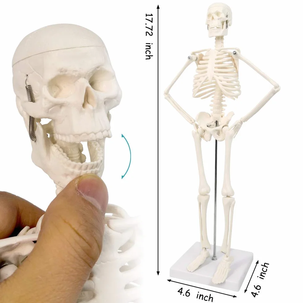Modello di anatomia, torso, scheletro cuore, mezza misura cranio con cervello, set di 4 mani su strumenti di studio 3D per gli studenti di medicina, kit didattico