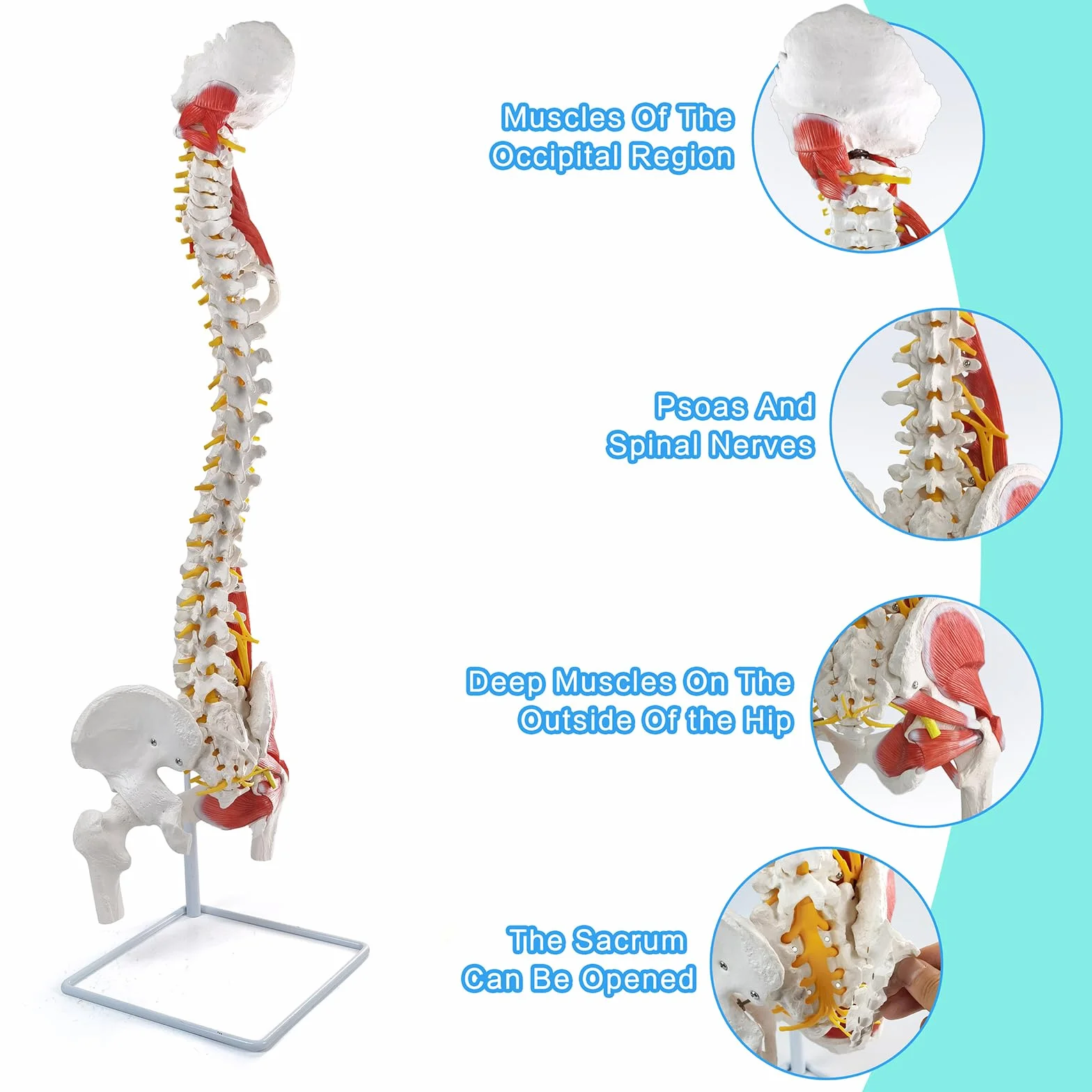 Modello di colonna vertebrale umana flessibile con muscoli, modello anatomico di colonna vertebrale maschile 33 pollici con midollo spinale flessibile, vertebre, nervi, arterie, lombare