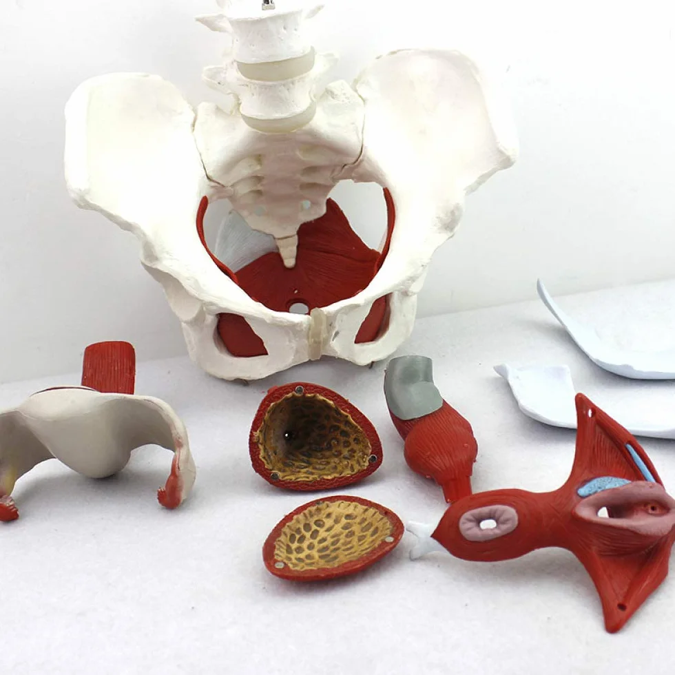 Modello muscolare del pavimento pelvico - Strumento anatomico per l'educazione e la formazione della salute femminile, risorsa educativa per l'anatomia pelvica