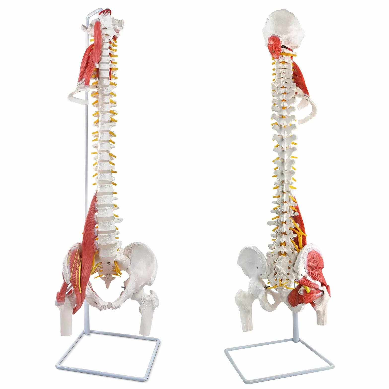 Modello di colonna vertebrale umana flessibile con muscoli, modello anatomico di colonna vertebrale maschile 33 pollici con midollo spinale flessibile, vertebre, nervi, arterie, lombare