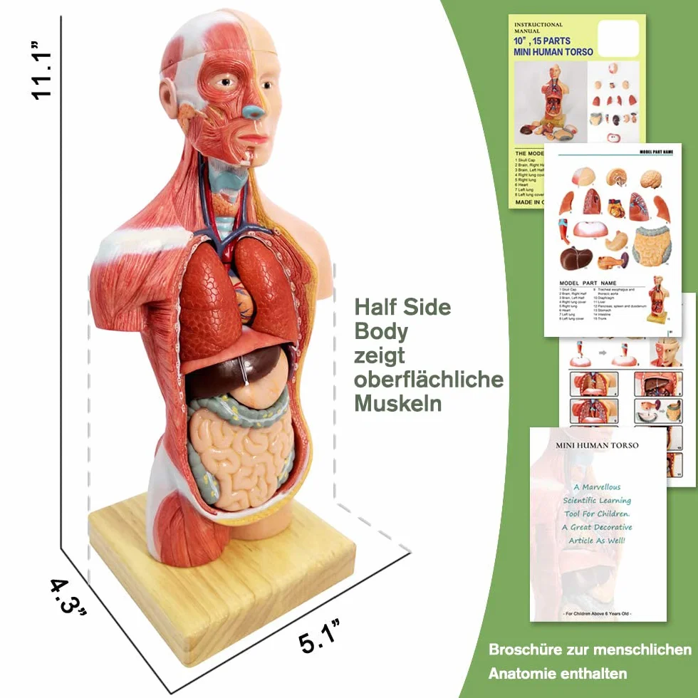 Modello di anatomia, torso, scheletro cuore, mezza misura cranio con cervello, set di 4 mani su strumenti di studio 3D per gli studenti di medicina, kit didattico
