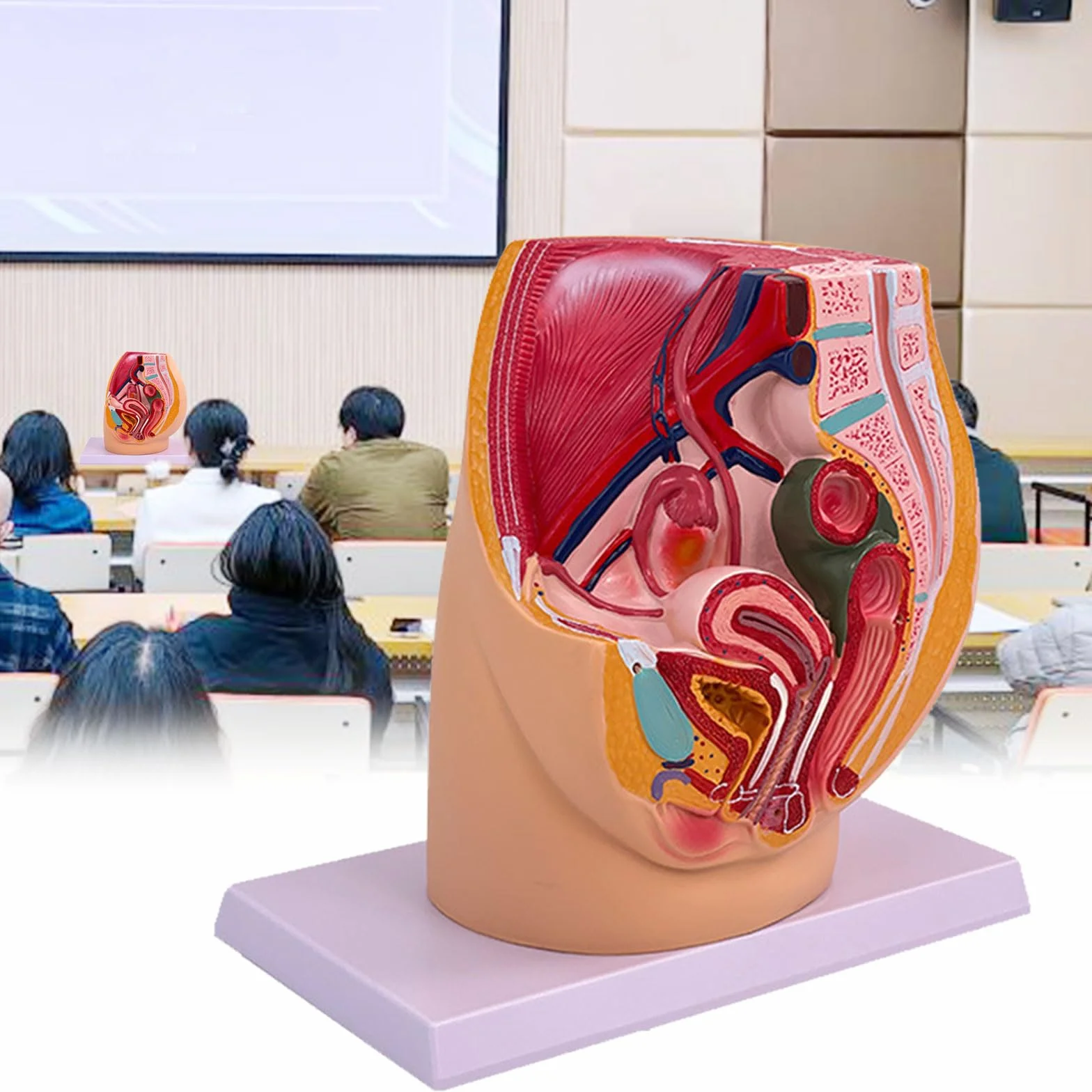 Cavità anatomica del modello di anatomia pelvica di gravidanza femminile per le impostazioni cliniche di addestramento ostetrico