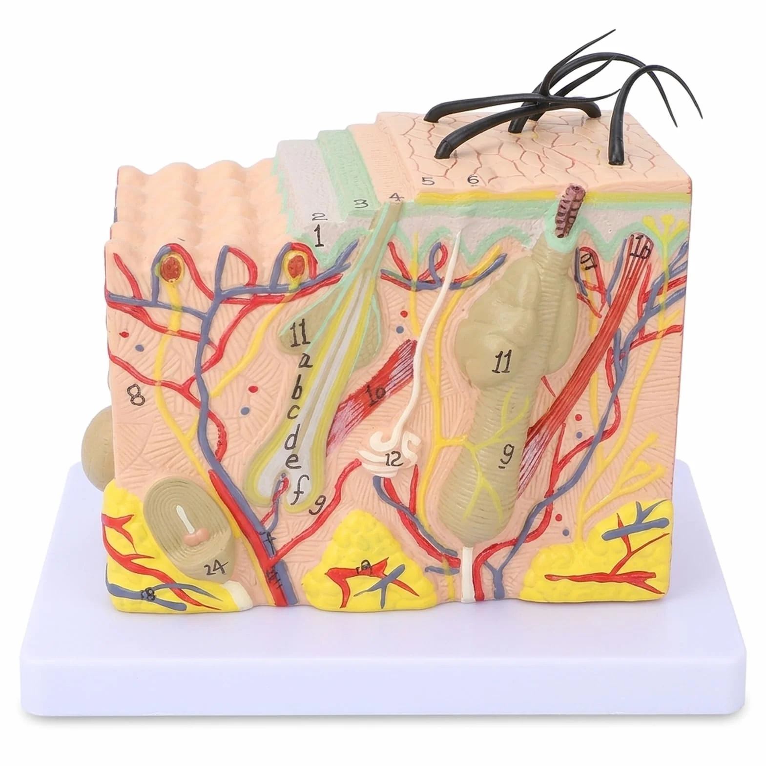 ZenithAur Moo di pelle, moo anatomico a pelle allargato 35x Moo di struttura a pelle umana con strati di pelle 3D dettagliati per l'educazione scientifica e la visualizzazione