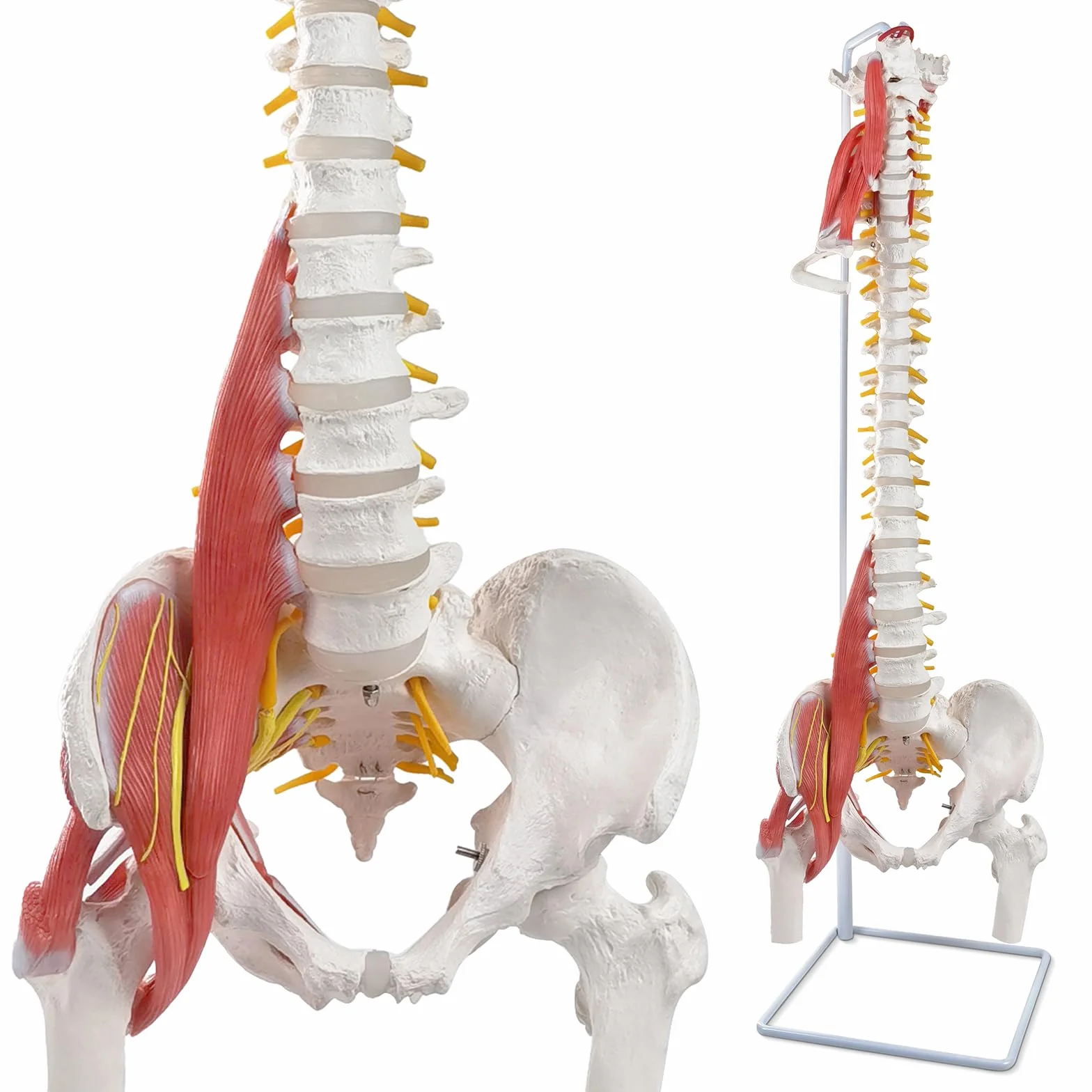Modello di colonna vertebrale umana flessibile con muscoli, modello anatomico di colonna vertebrale maschile 33 pollici con midollo spinale flessibile, vertebre, nervi, arterie, lombare