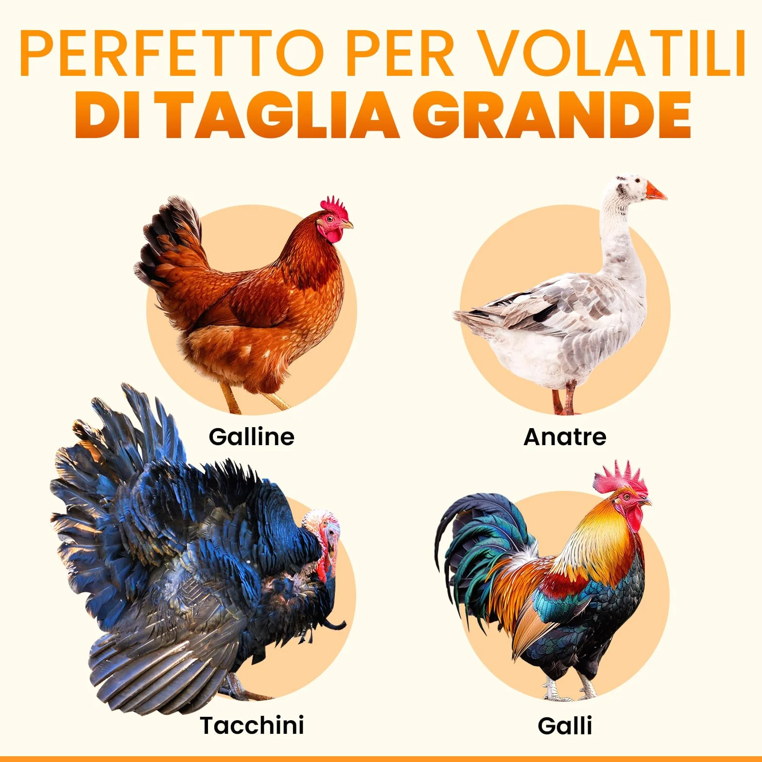 Porta Automatica Pollaio Extra Large Solare – Display LCD, Telecomando, Sensore di Luce, Timer & Funzione Antipizzicamento – Apertura 28,7 x 22,1 cm – Protezione 5 Anni – Nero - Okköbi
