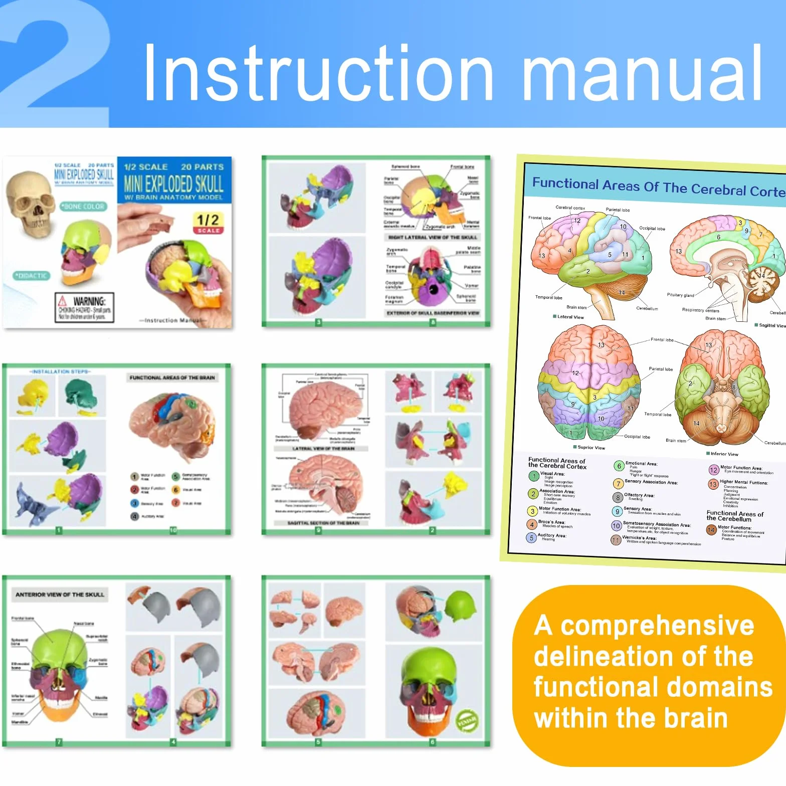 EVOTECH SCIENTIFIC Modello Cranio In Miniatura Umano, Piccolo Cranio Con Cervello, Puzzle Cranio, Testa Umana Con Cervello Per Imparare, Visualizzazione Educativa