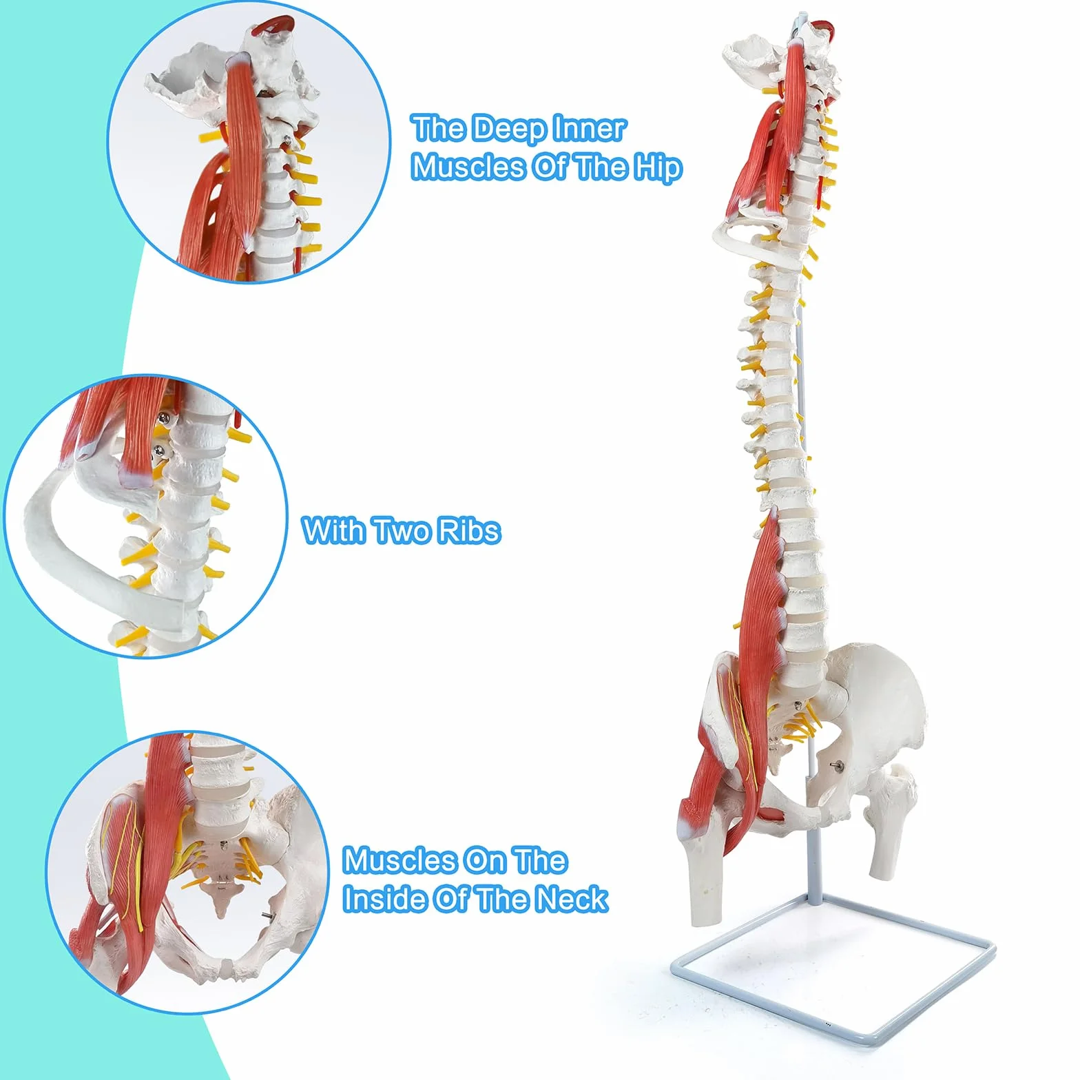 Modello di colonna vertebrale umana flessibile con muscoli, modello anatomico di colonna vertebrale maschile 33 pollici con midollo spinale flessibile, vertebre, nervi, arterie, lombare