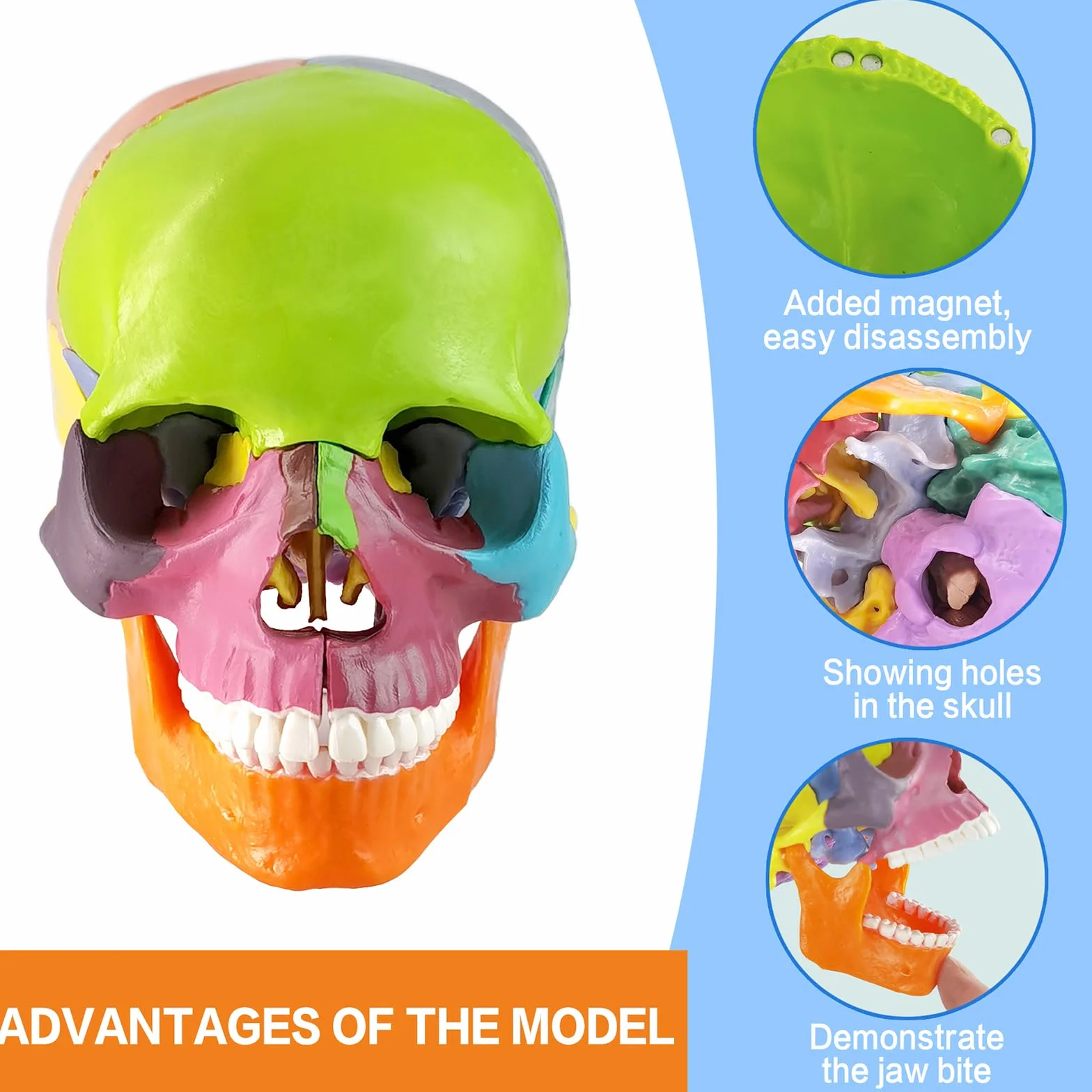 EVOTECH SCIENTIFIC Modello Cranio In Miniatura Umano, Piccolo Cranio Con Cervello, Puzzle Cranio, Testa Umana Con Cervello Per Imparare, Visualizzazione Educativa