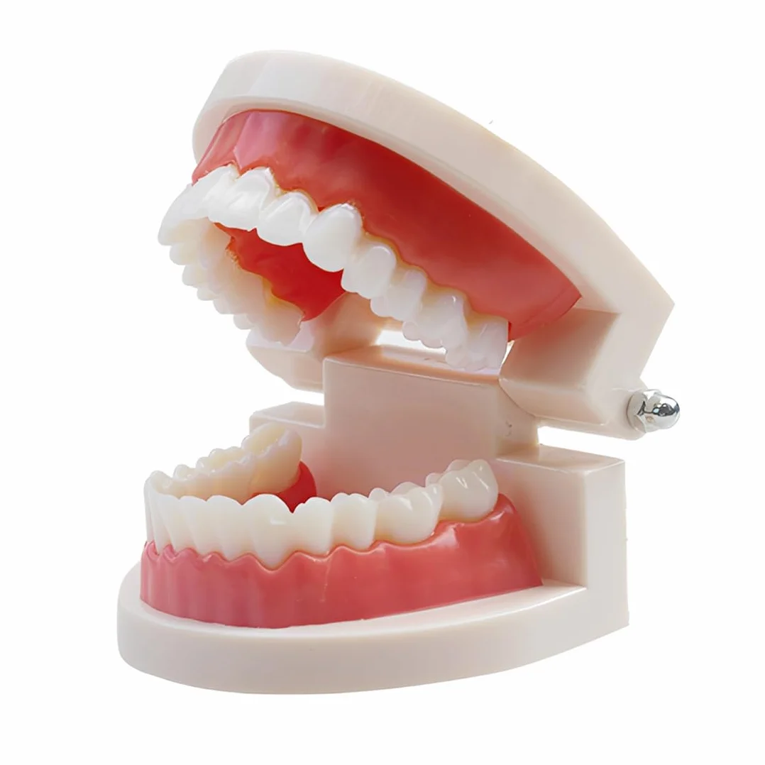 1 Pezzi Modello Di Denti Dentali Typodont, Materiale In Pvc Denti Di Ricambio Per Studi Dentistici, Studenti Di Odontoiatria