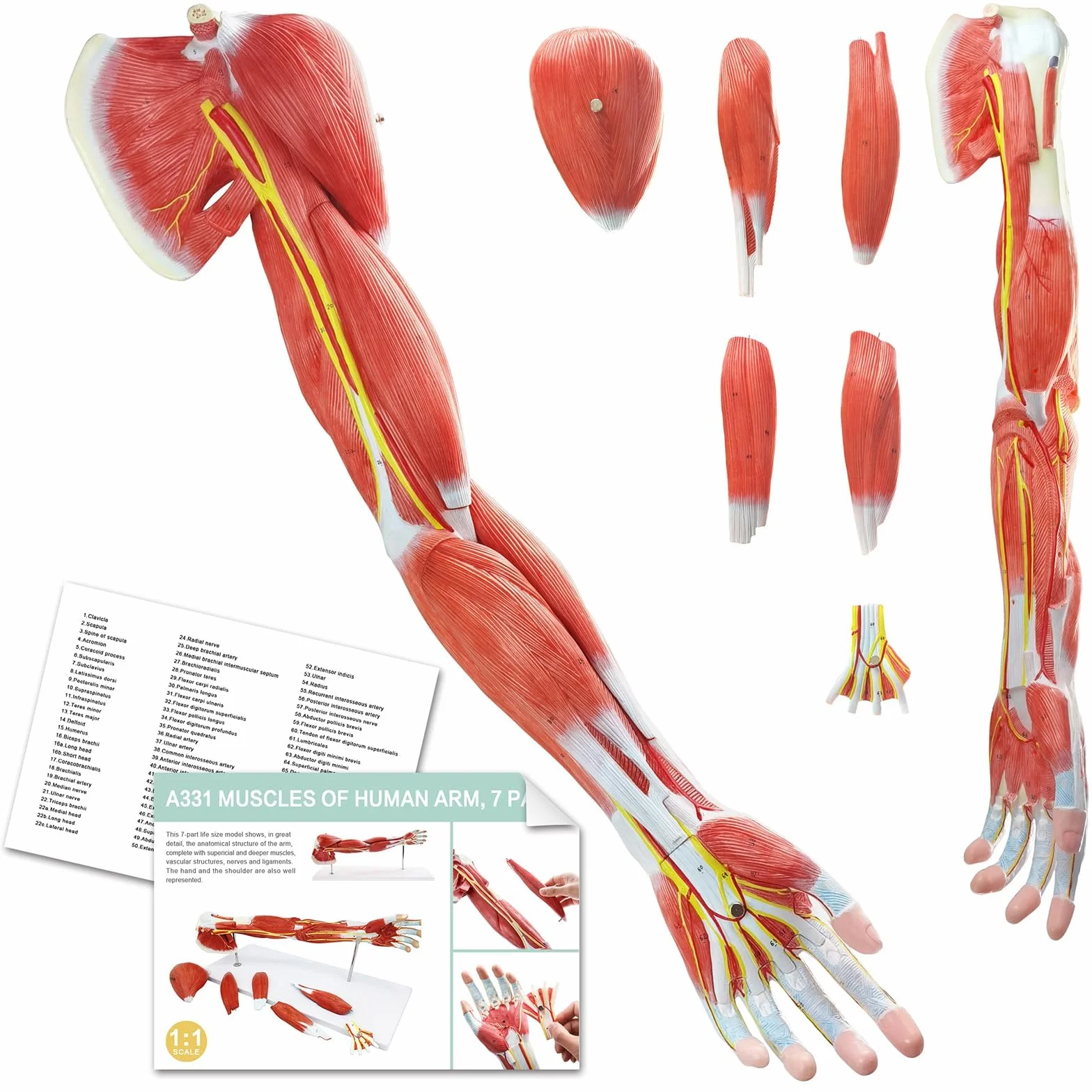 EVOTECH SCIENTIFIC Modello muscolo-braccio dell'anatomia umana, 7 pezzi, modello numerato a grandezza naturale dei muscoli degli arti superiori, della spalla e della mano con muscoli staccabili