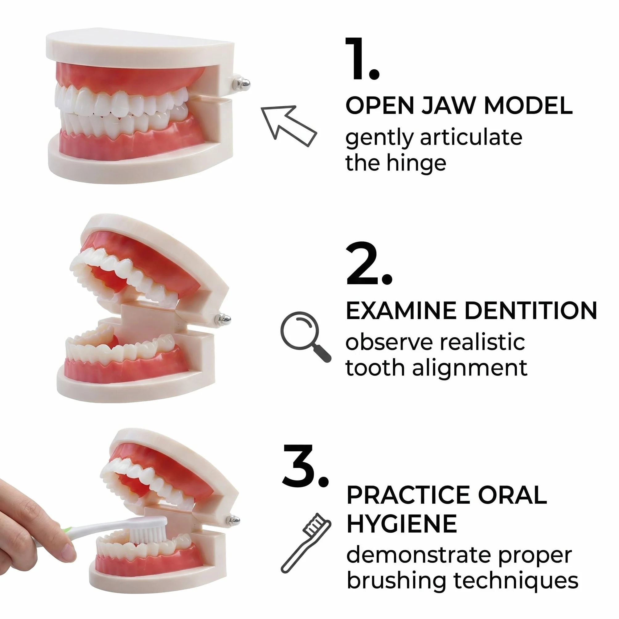 1 Pezzi Modello Di Denti Dentali Typodont, Materiale In Pvc Denti Di Ricambio Per Studi Dentistici, Studenti Di Odontoiatria