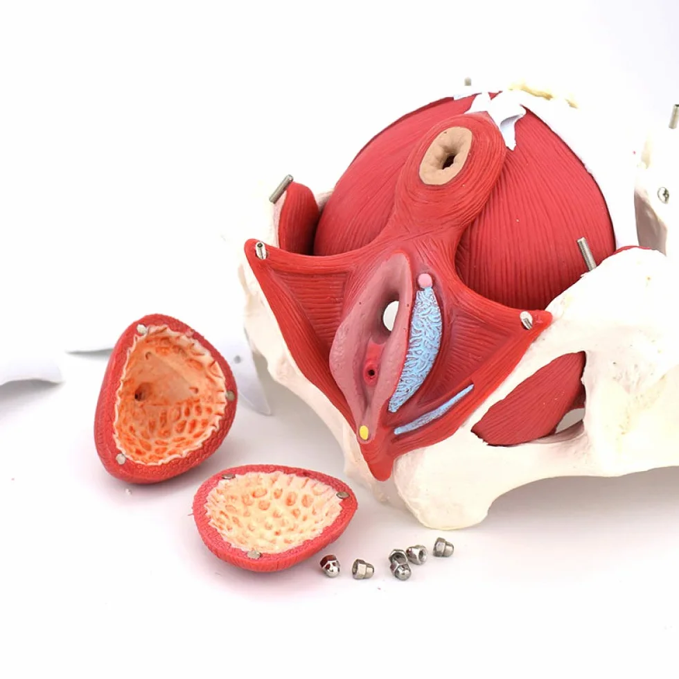 Modello muscolare del pavimento pelvico - Strumento anatomico per l'educazione e la formazione della salute femminile, risorsa educativa per l'anatomia pelvica