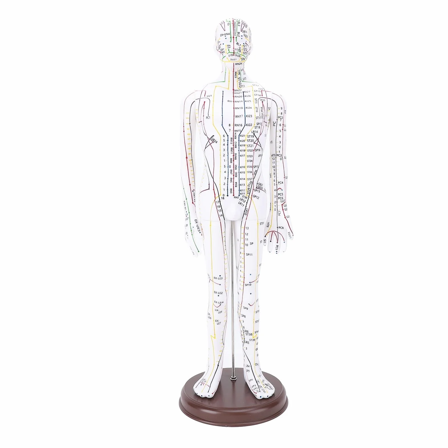 Modello per Agopuntura, Bambola per Agopuntura Professionale per Corpo Umano in PVC 20,47 Pollici con Base per Dimostrazione Didattica, Incisione Ad Alta Definizione (Maschio)