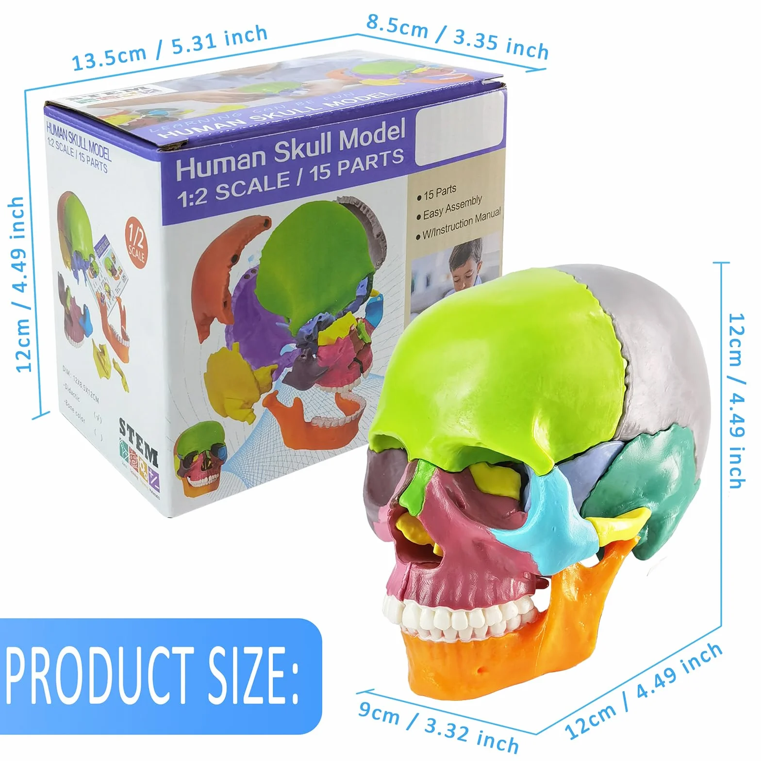 EVOTECH SCIENTIFIC Modello Cranio In Miniatura Umano, Piccolo Cranio Con Cervello, Puzzle Cranio, Testa Umana Con Cervello Per Imparare, Visualizzazione Educativa