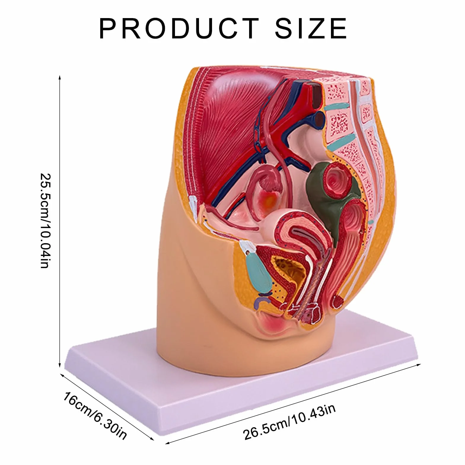 Modello anatomico di organo riproduttivo femminile per dimostrazione Cavità pelvica femminile Modello anatomico Strumento didattico in aula