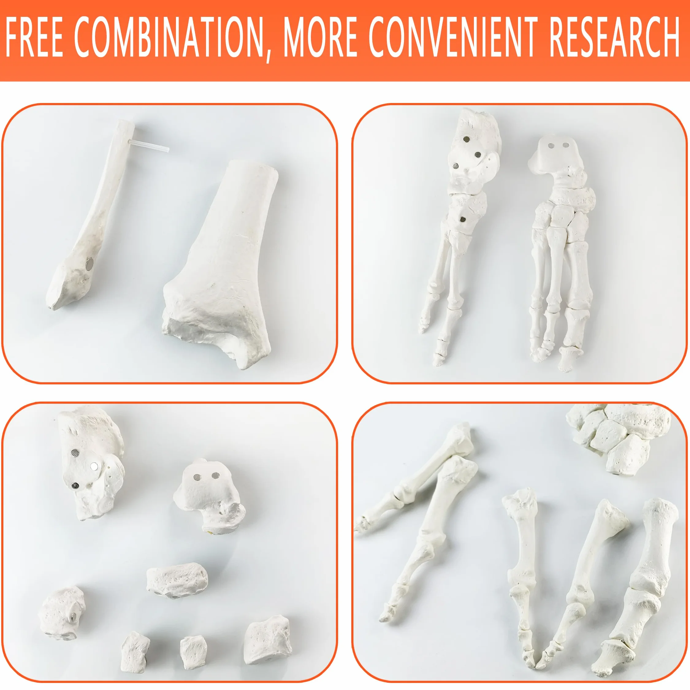 EVOTECH SCIENTIFIC Modello del piede del magnete, Modello anatomico del corpo umano, 2024
