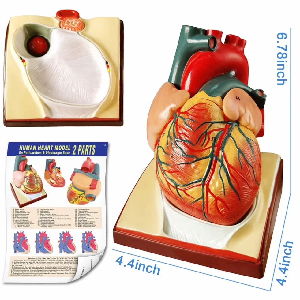 Modello di anatomia, torso, scheletro cuore, mezza misura cranio con cervello, set di 4 mani su strumenti di studio 3D per gli studenti di medicina, kit didattico