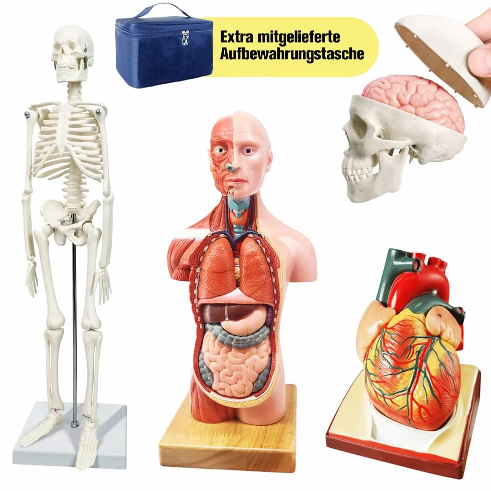 Modello di anatomia, torso, scheletro cuore, mezza misura cranio con cervello, set di 4 mani su strumenti di studio 3D per gli studenti di medicina, kit didattico