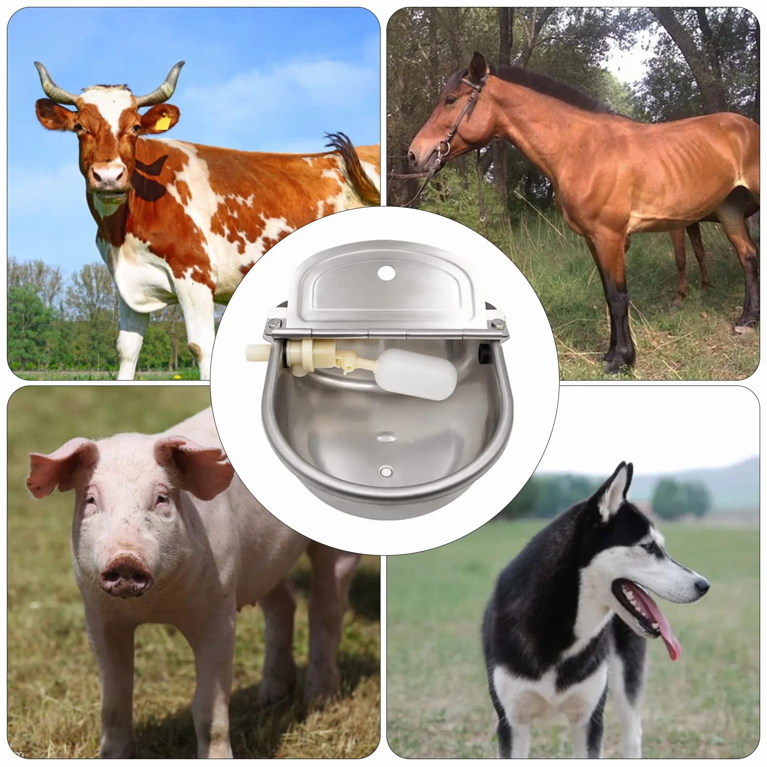 Abbeveratoio Automatico per Bovini In Acciaio Inossidabile con Valvola in Plastica ​da 1/2 Pollici, Abbeveratoio per Capra, Pecore, Cani e Cavalli