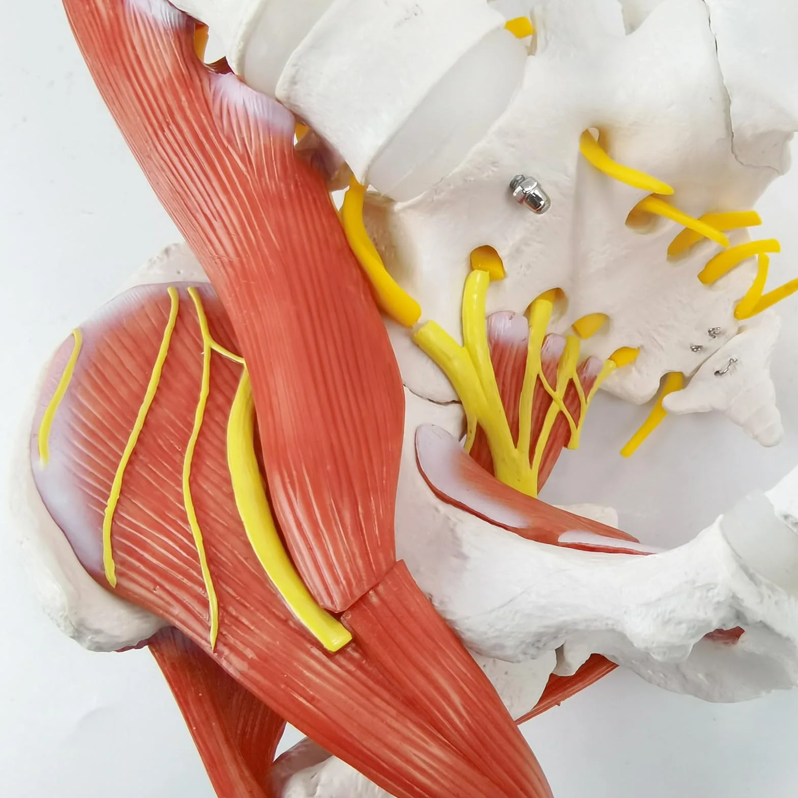 Modello di colonna vertebrale umana flessibile con muscoli, modello anatomico di colonna vertebrale maschile 33 pollici con midollo spinale flessibile, vertebre, nervi, arterie, lombare