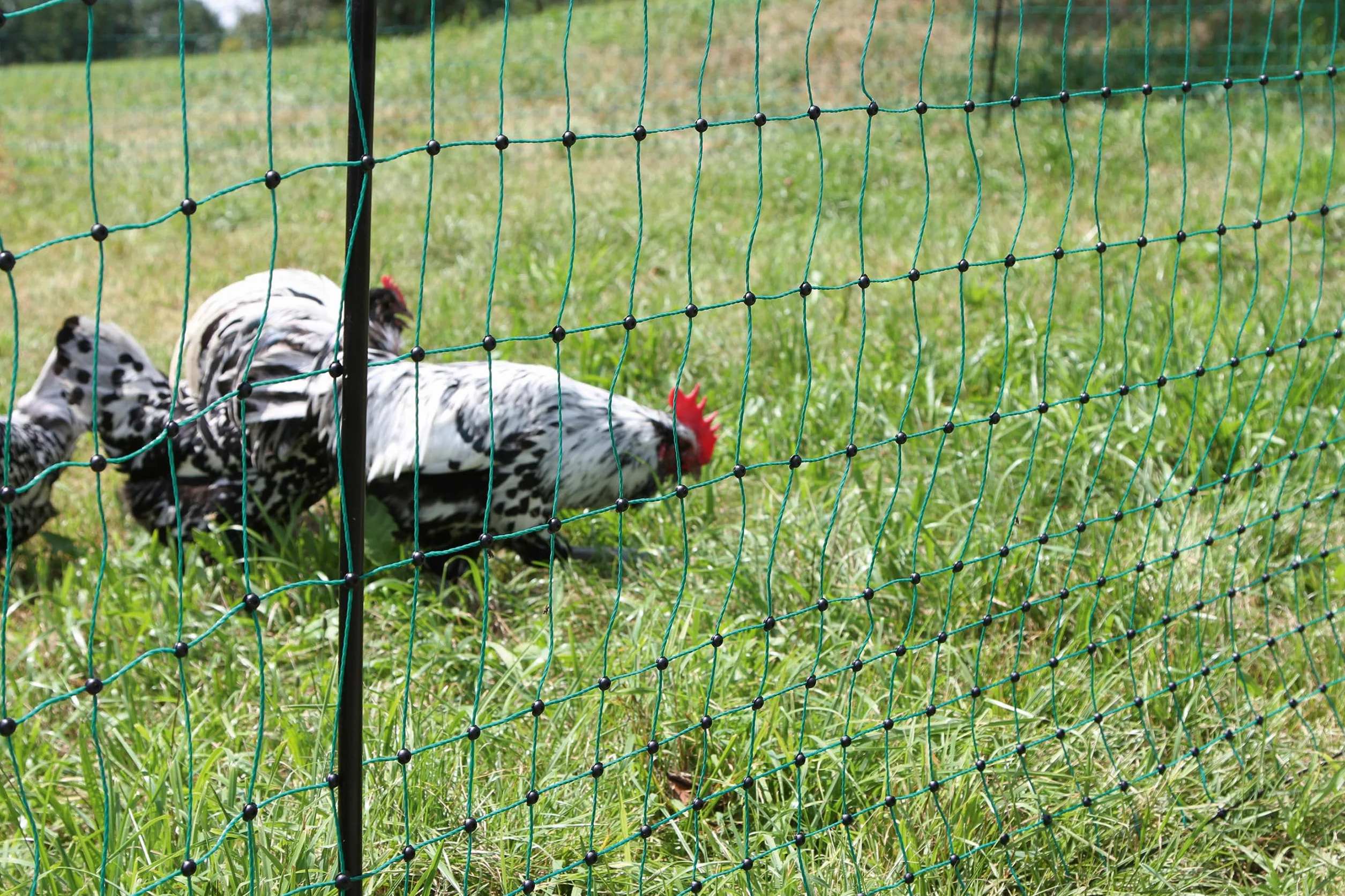 Kerbl Hobbyfarming PoultryNet, 106cm, 50m, Rete per pollame, Rete per recinti, Senza Corrente, Punta Doppia, Verde, 15 Pali, polli, oche, Tacchini, 3 Anni di Garanzia, stabilità ai Raggi UV