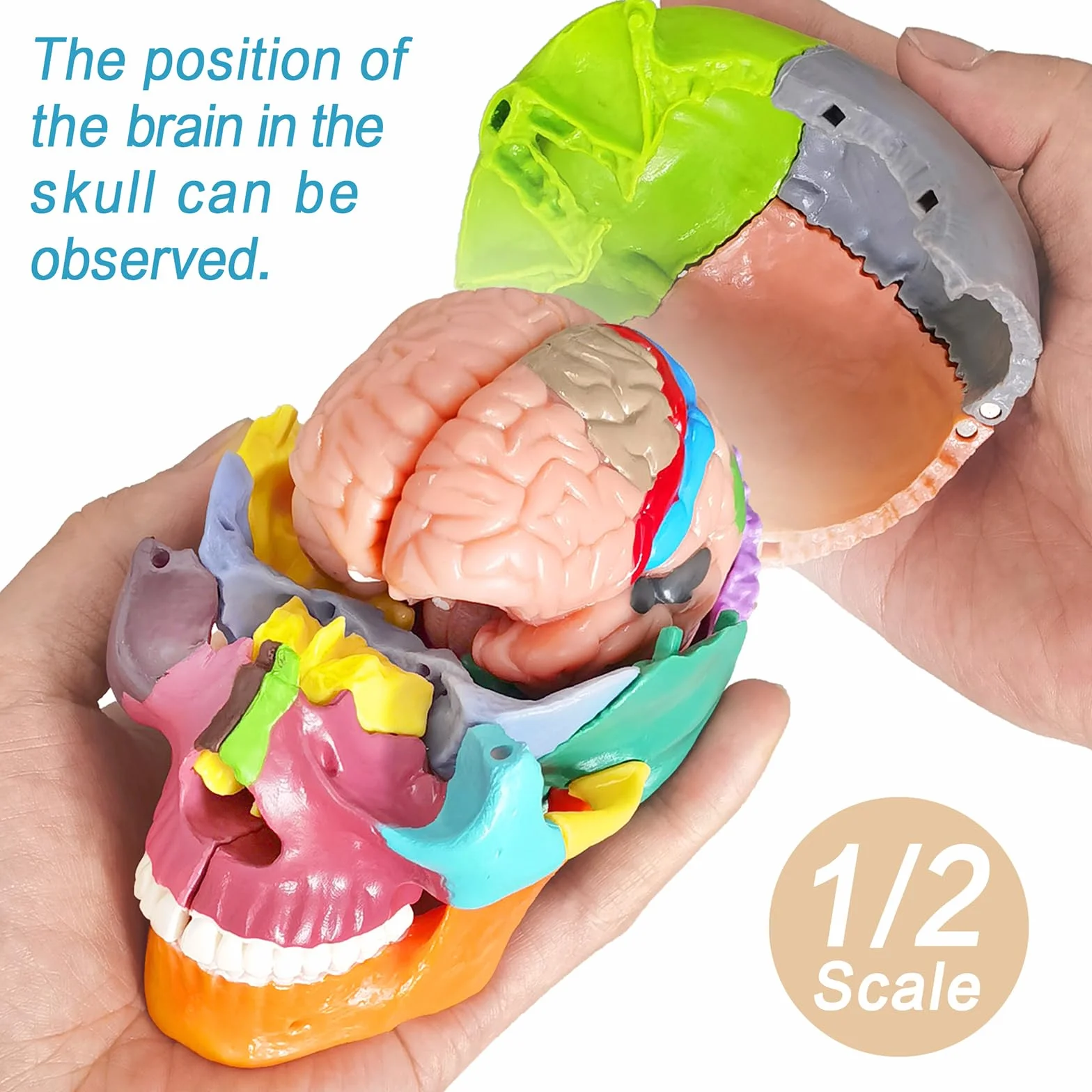 EVOTECH SCIENTIFIC Modello Cranio In Miniatura Umano, Piccolo Cranio Con Cervello, Puzzle Cranio, Testa Umana Con Cervello Per Imparare, Visualizzazione Educativa
