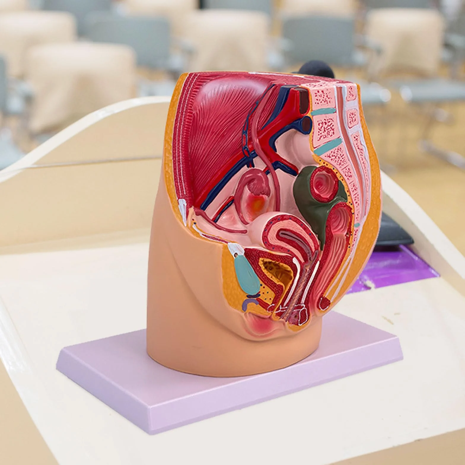 Modello anatomico di organo riproduttivo femminile per dimostrazione Cavità pelvica femminile Modello anatomico Strumento didattico in aula