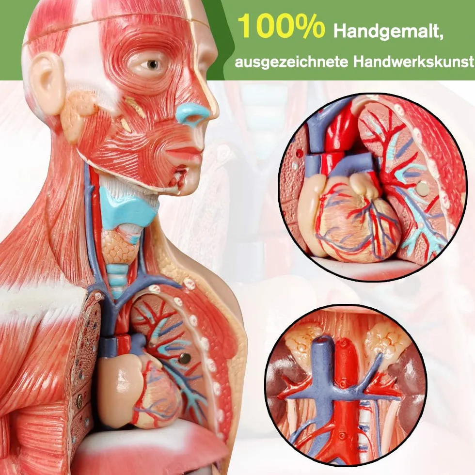 Modello di anatomia, torso, scheletro cuore, mezza misura cranio con cervello, set di 4 mani su strumenti di studio 3D per gli studenti di medicina, kit didattico