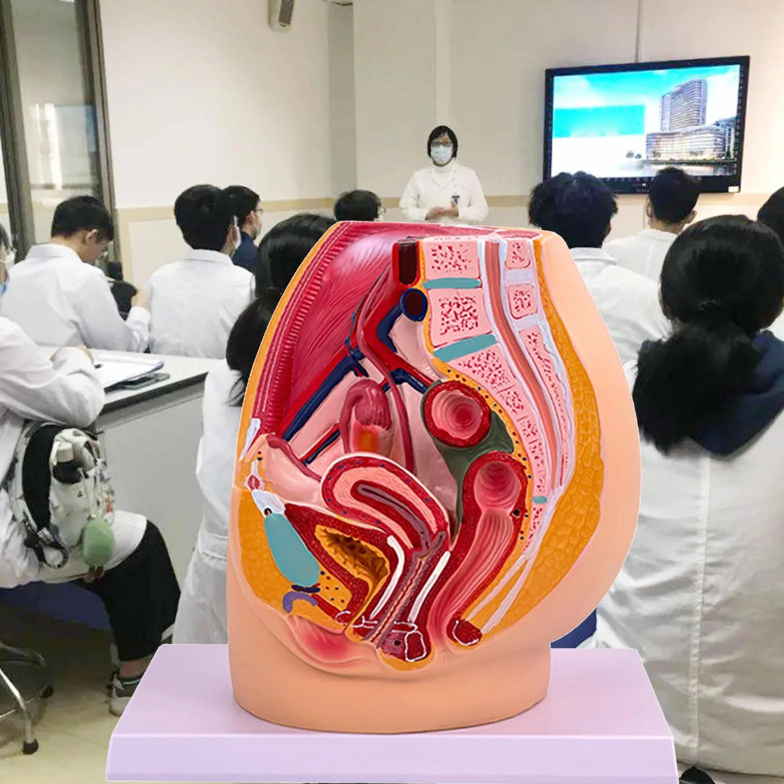 Cavità anatomica del modello di anatomia pelvica di gravidanza femminile per le impostazioni cliniche di addestramento ostetrico