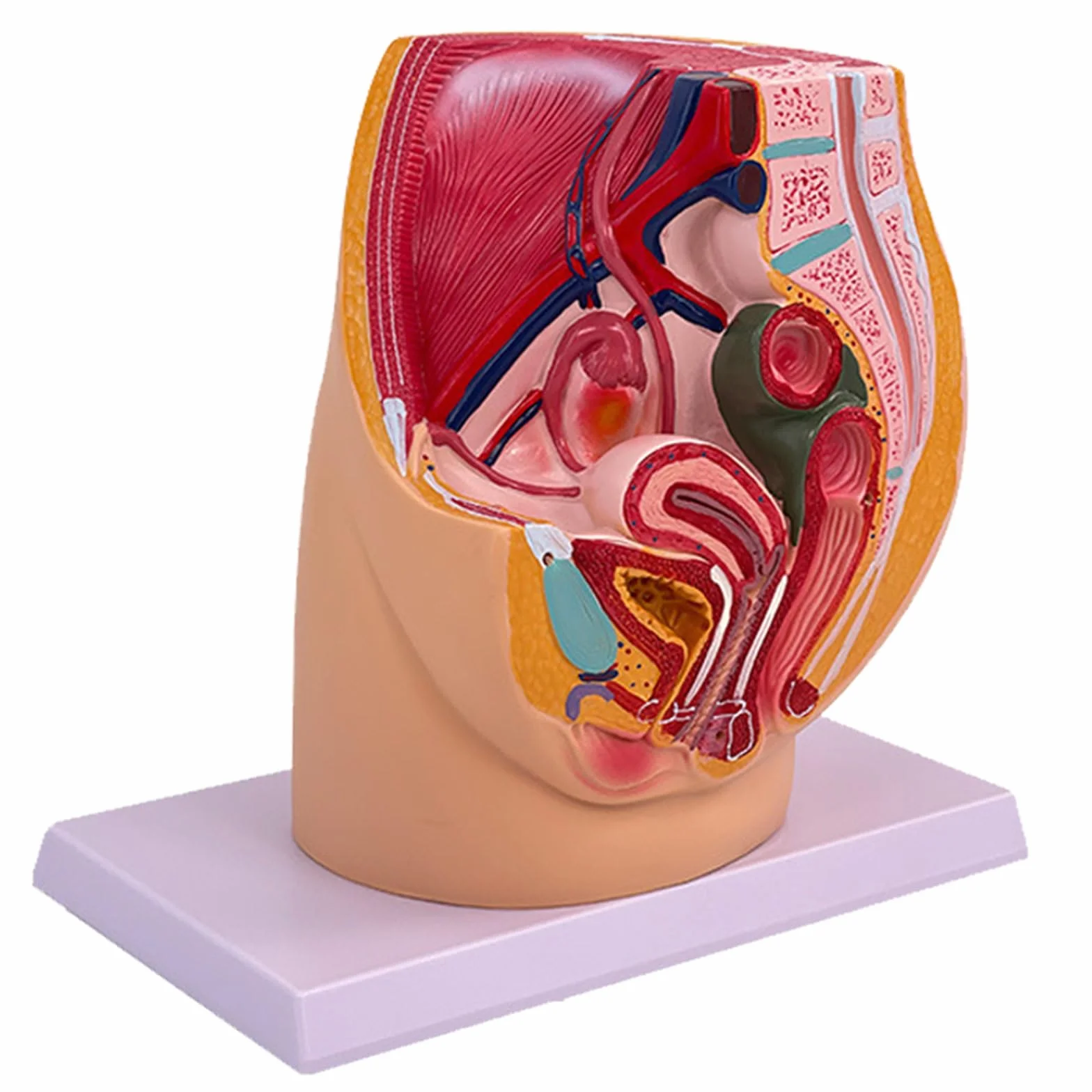 Cavità anatomica del modello di anatomia pelvica di gravidanza femminile per le impostazioni cliniche di addestramento ostetrico