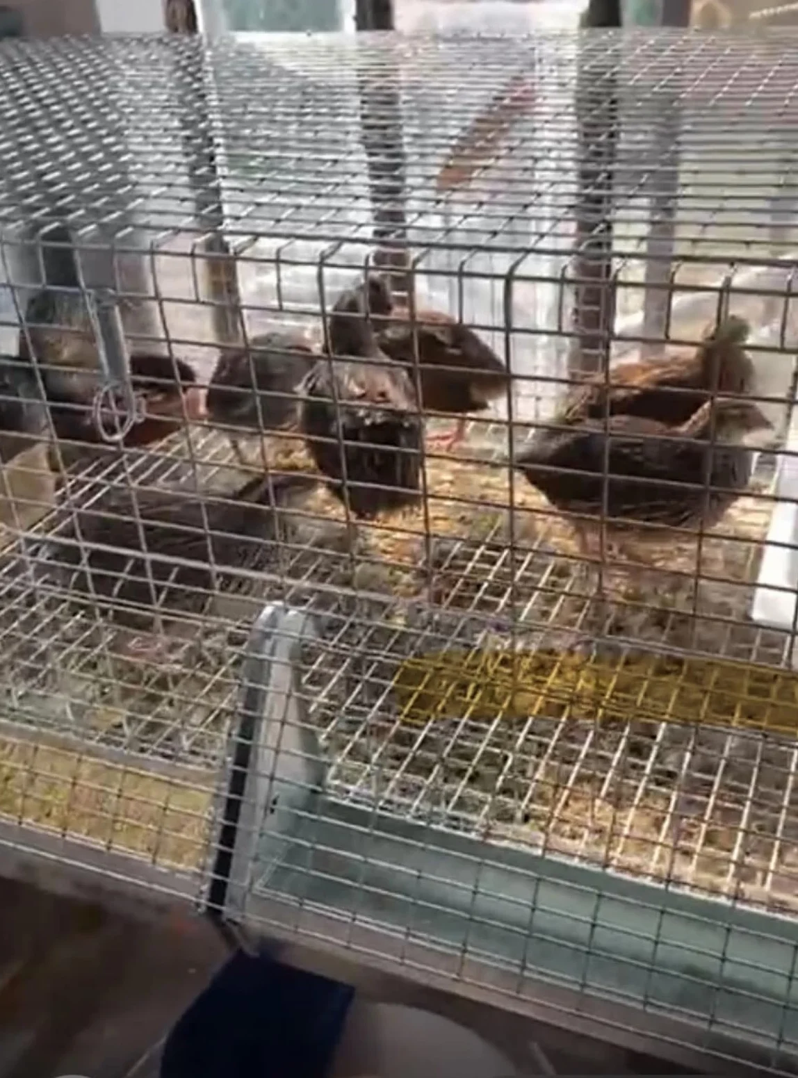 GABBIA PER PULCINI IN RETE DI ACCIAIO ZINCATO-CON ABBEVERATOIO E MANGIATOIA-ANTITOPO-ROBUSTA E RESISTENTE CON STRUTTRA BULLONATA.DONATO ROCILA SRL (Le misure sono della Gabbia Montata)