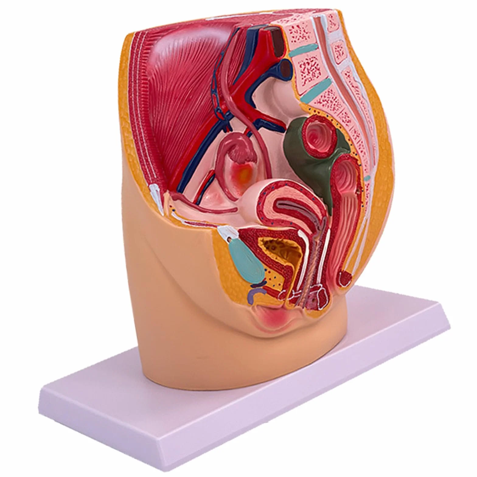 Gravidanza Femminile Modello di Anatomia Pelvica Anatomica Femminile Cavità Pelvica per Allenamento Ostetrico Impostazioni Cliniche Studio Anatomico