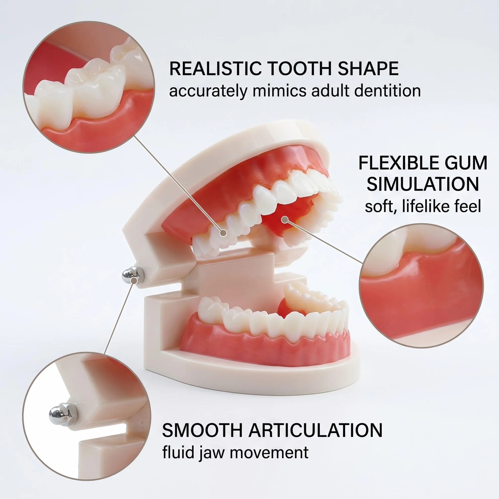 1 Pezzi Modello Di Denti Dentali Typodont, Materiale In Pvc Denti Di Ricambio Per Studi Dentistici, Studenti Di Odontoiatria