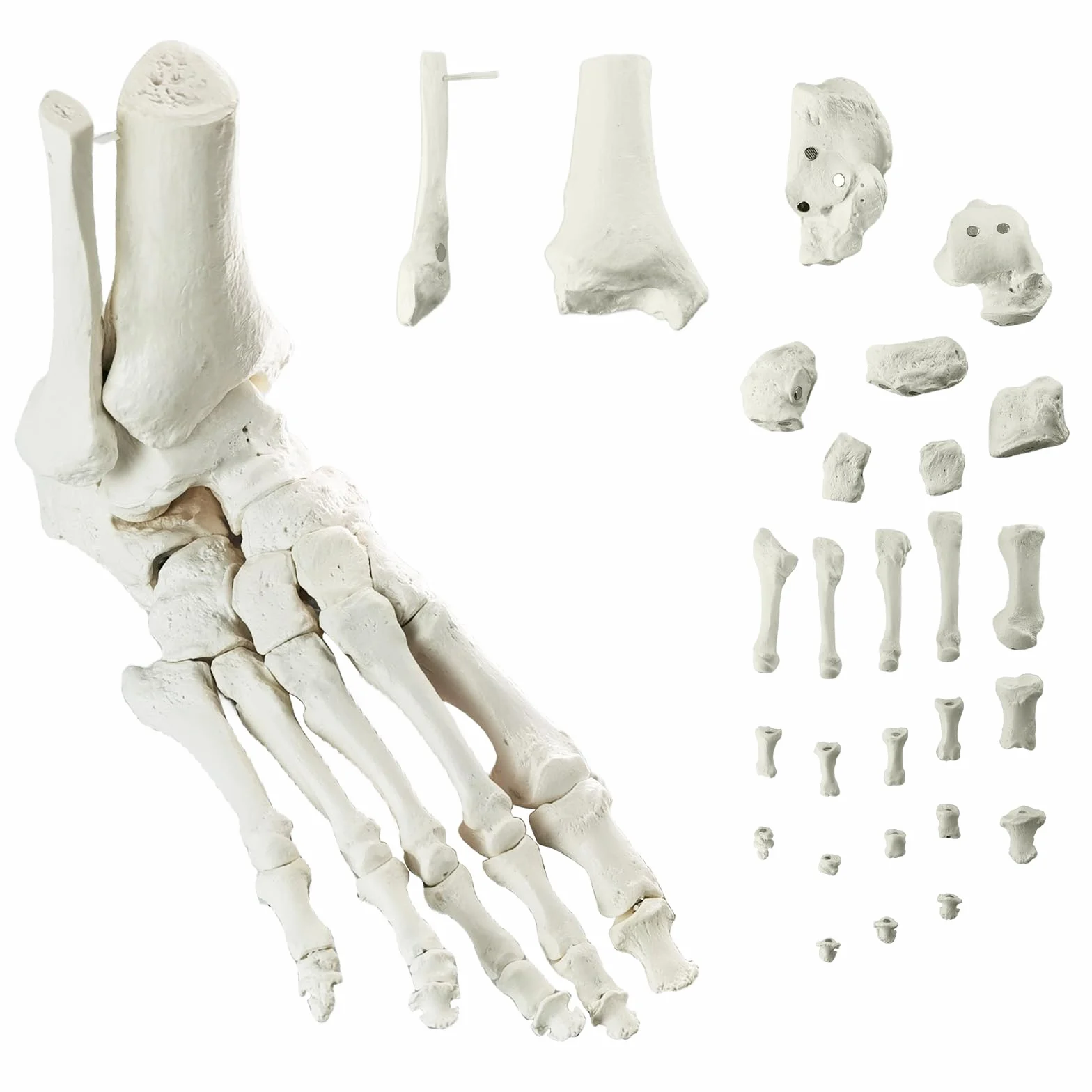 EVOTECH SCIENTIFIC Modello del piede del magnete, Modello anatomico del corpo umano, 2024