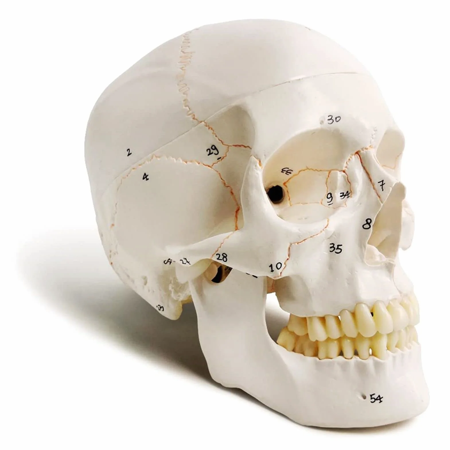 Classico Modello Cranio Umano Numerato, 9" Alto, Qualità Medica - 3 Parti - Dipinto Con Cuciture, 54 Pezzi Etichettati, Numerati, Mostra I Forami Principali, Fossa E Canali