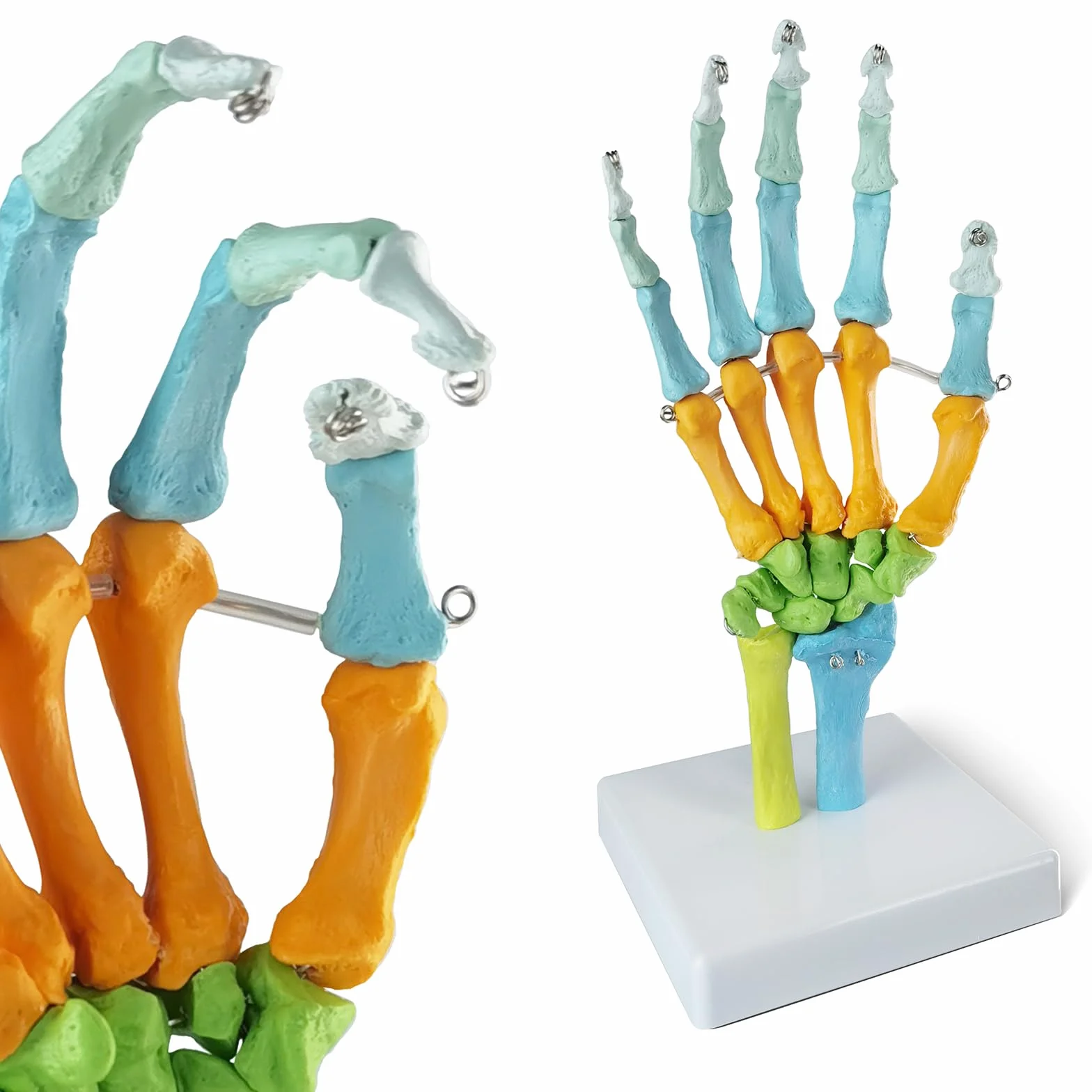 EVOTECH SCIENTIFIC modello anatomico umano, modello anatomico osso della mano colorato