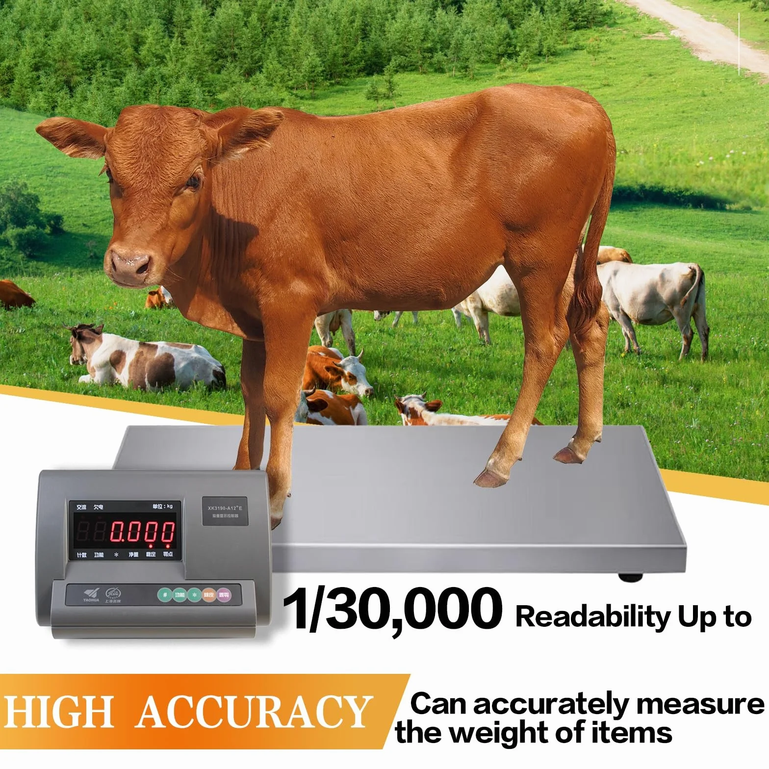 Bilancia Zootecnica Digitale Alta Precisione 11000LBS, 4 Celle di Carico, LED Display, Scatola Impermeabile Acciaio Inox per Bovini Suini Ovini