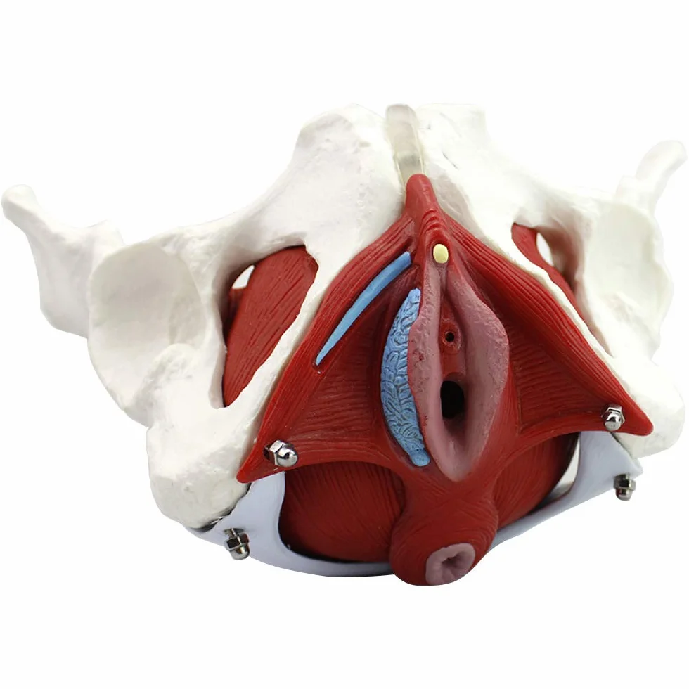 Modello anatomico per l'educazione e la formazione della salute pelvica, strumento educativo per il benessere femminile