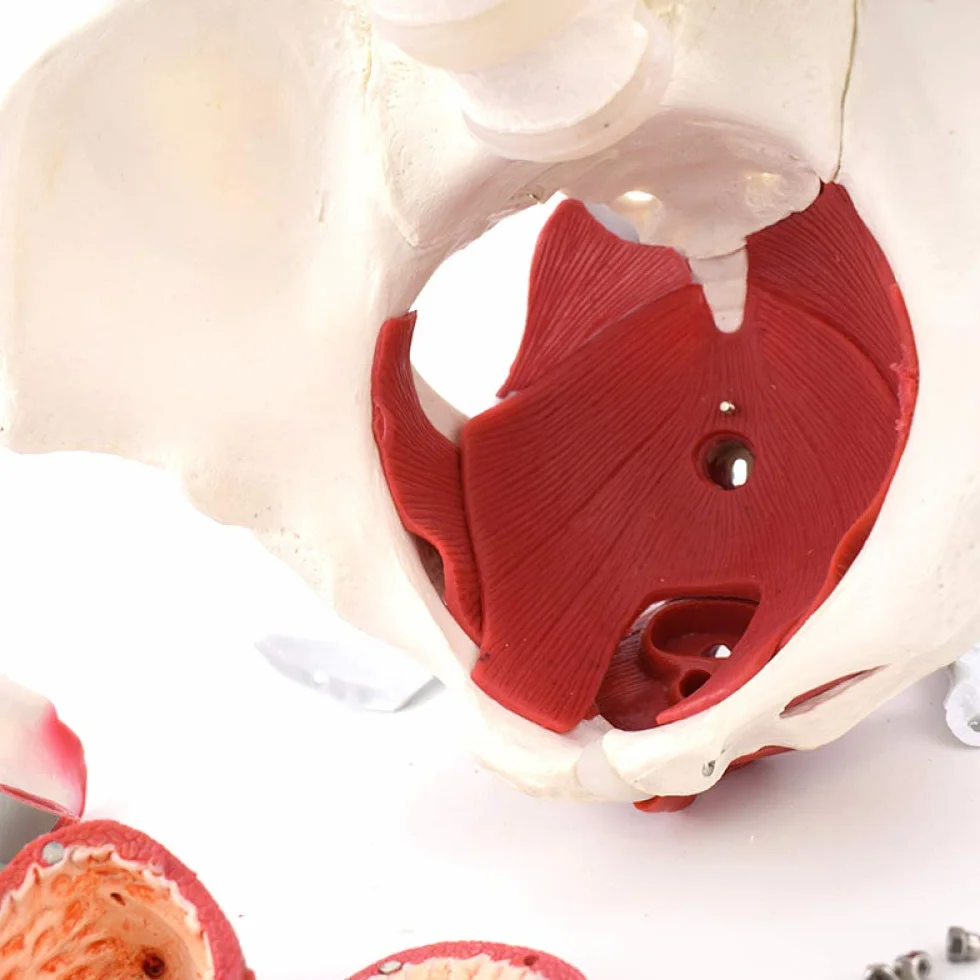Modello muscolare del pavimento pelvico - Strumento anatomico per l'educazione e la formazione della salute femminile, risorsa educativa per l'anatomia pelvica
